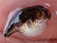 膨らむフグ、その大きさは…？（提供：水ノさん）