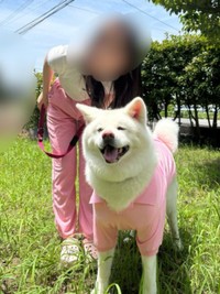 ペアルックで散歩中のまゆちゃん（画像提供：秋田犬まゆさん）