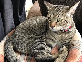 キジトラ「虎」は弟猫のお世話が大好きな、やさしいお兄ちゃん！