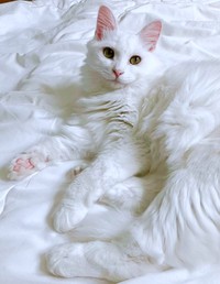 気品あふれるイケニャン・あめくん（画像提供：naoさん）