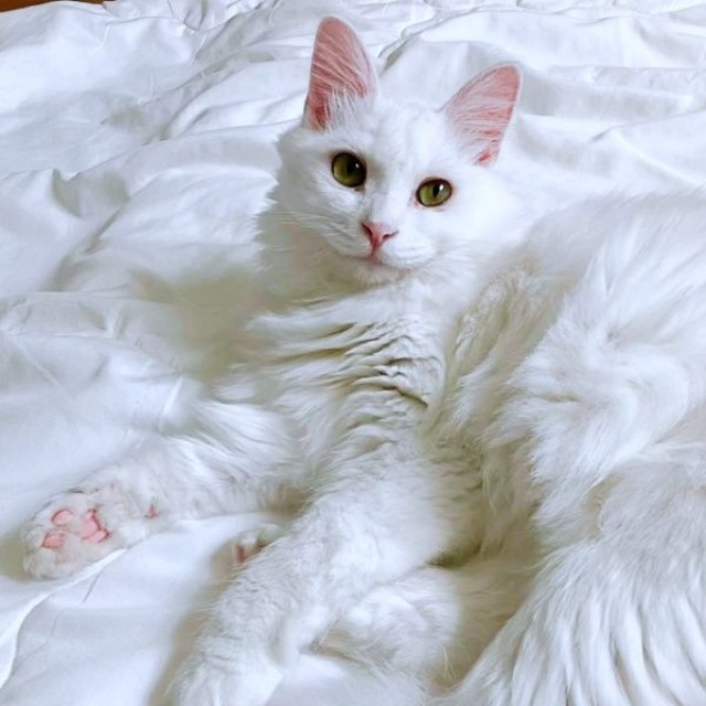 気品あふれるイケニャン・あめくん（画像提供：naoさん）