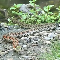 池から陸に上がるヤマカガシ／どんぐりいろは／小さな自然図書館さん（@donguriiroha）提供