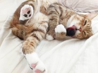 尻尾のお手入れは入念に（笑）