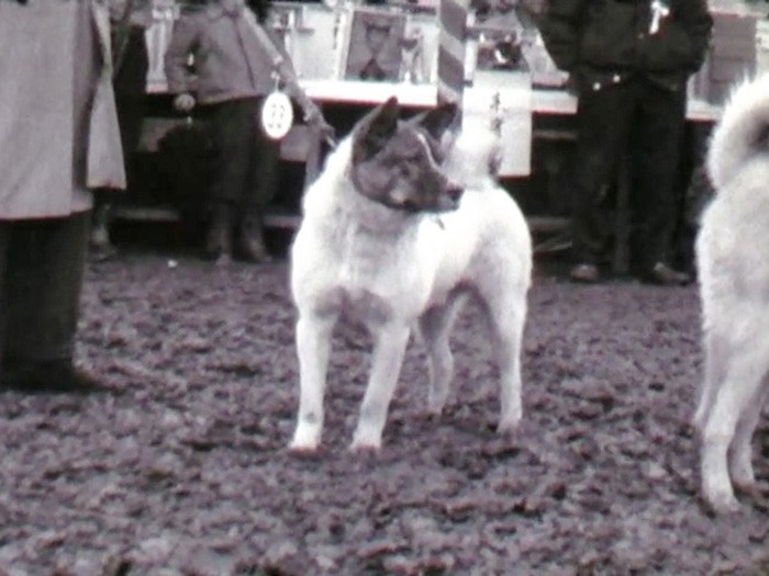 １９５８年の展覧会に登場した秋田犬。顔だけに色が入っており、洋犬との混血を思わせる顔つき＝ヤマザキ動物看護大提供の動画から