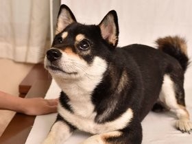 筋肉質かどうかは生まれた時に決まる？！　柴犬の筋肉を学ぶ①