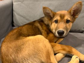 パナソニック保護犬猫譲渡会 一般社団法人さかがみ家から参加予定の犬たち（２）