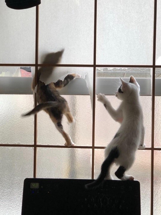 必殺障子破り！