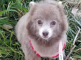 我が家でゆっくり楽しく過ごしてね　ポメラニアンの「ここね」