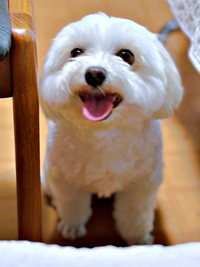 雨の日、おうちで遊ぶことになったムギちゃん（画像提供：むぎざんまいさん）