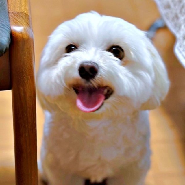 雨の日、おうちで遊ぶことになったムギちゃん（画像提供：むぎざんまいさん）