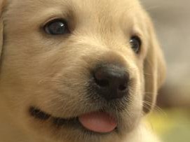 ペットの健康のために飼い主ができること