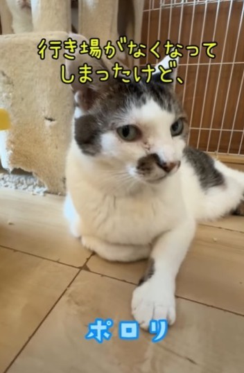 行き場がなくなってしまったけど…写真は、ポロリくん（ひろまろすぎさん提供、Instagramよりキャプチャ撮影）