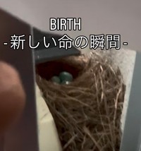 青い卵が並ぶイソヒヨドリの巣。窓を開けるとすぐ目の前にあった／村尾優さん（@msr_mro）提供＝画像をトリミングしています