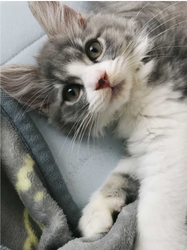 家にきたころの「風太郎」