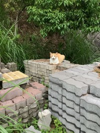 外で暮らしていた野良時代（斎藤さん提供）