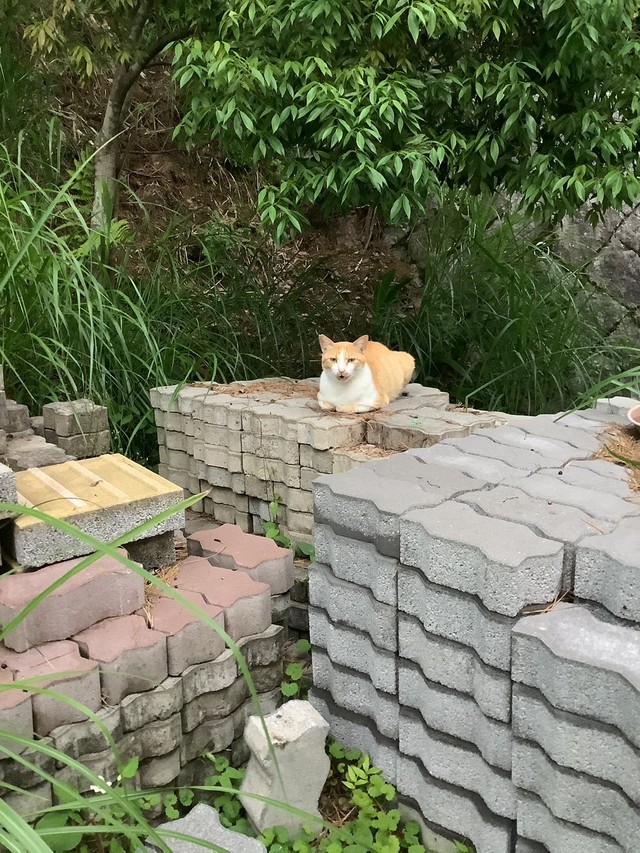 外で暮らしていた野良時代（斎藤さん提供）