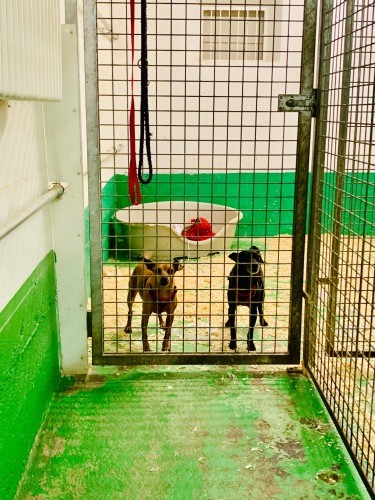 スイスでも、よろしくない飼い主さんはいます。ひどい飼育状態だったため警察に連絡が入り、SPABが保護した犬たち