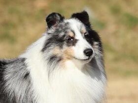 我が家のイケイケ隊長は遊びの天才！　シェットランド・シープドッグの「レイリー」