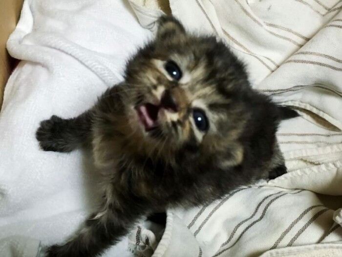 家にきたころの「山本五十六meiji（いそめ）」