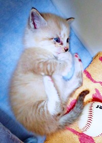 生後3週間、寝そべる柱太郎くん（画像提供：ミキサーさん）