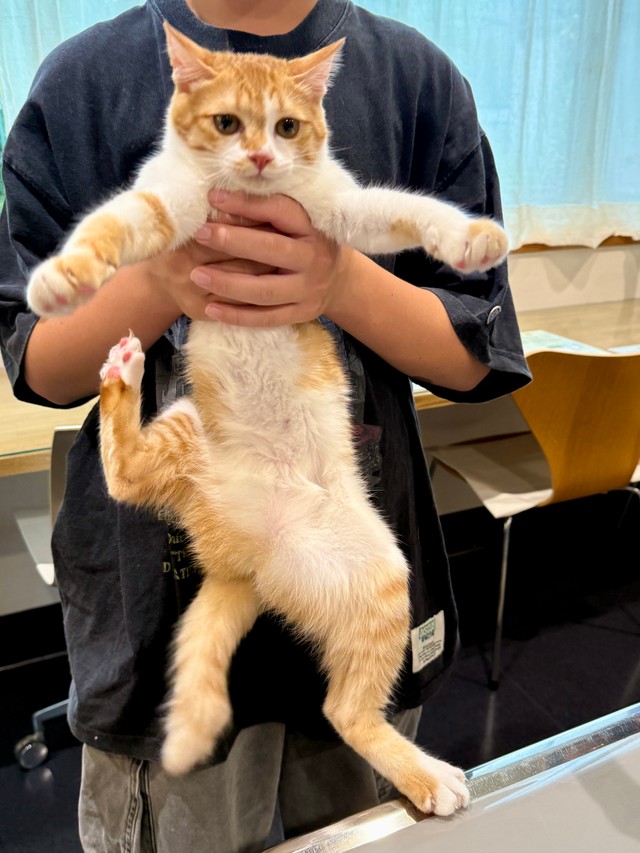 生後６カ月齢になり、避妊手術に来られたきなこちゃん。すっかり大きくなりました。手術が終われば、しばらくは動物病院に用事もなく、獣医師の私とはしばらくお別れです。寂しいなぁ。