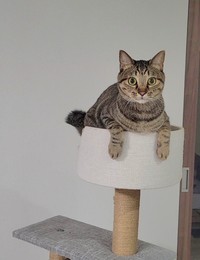 キャットタワーの上でくつろぐ様子のおこめちゃん（提供：しぴこめᓚᘏᗢ
さん）