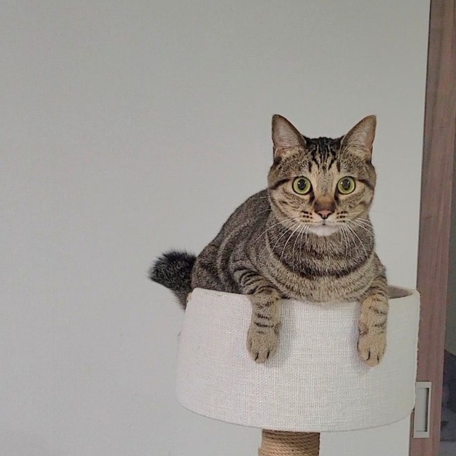 キャットタワーの上でくつろぐ様子のおこめちゃん（提供：しぴこめᓚᘏᗢ
さん）