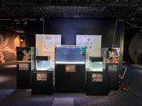 四国水族館・開業5周年記念の展示(提供:四国水族館)