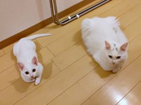 妹猫・るるさんを迎え、お姉ちゃんになったつくしちゃん（画像提供：あるくきくらげさん）