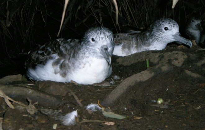 Study: Most Of The Plastic Found In Seabirds' Stomachs Was Recycleable