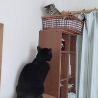 お迎え当初、棚上のカゴに入ったそらくんと、それを見つめる先住猫のあずささん（画像提供：車で来た猫そらさん）