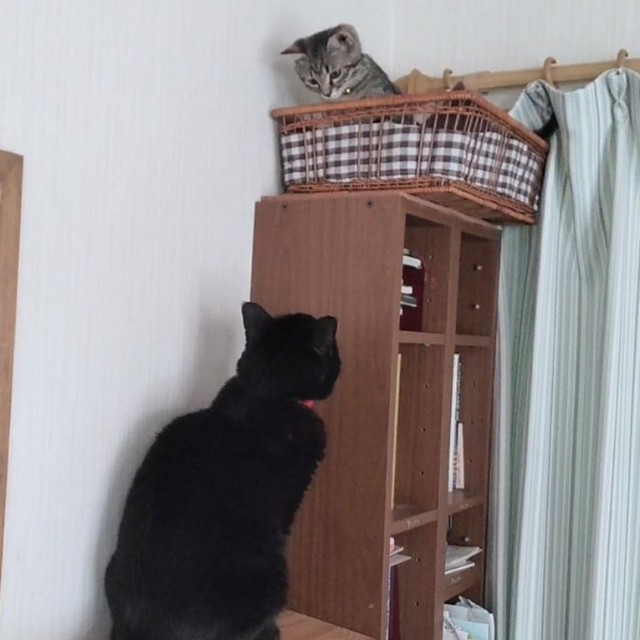 お迎え当初、棚上のカゴに入ったそらくんと、それを見つめる先住猫のあずささん（画像提供：車で来た猫そらさん）