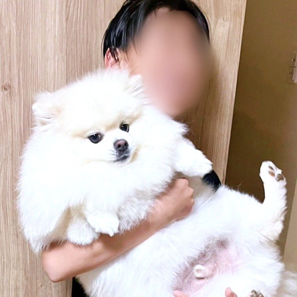 まるで本当の兄弟！ 夏休み中のひとコマで注目を集めたちくわくんと息子さん（画像提供：ちくわ（白ポメラニアン）さん）