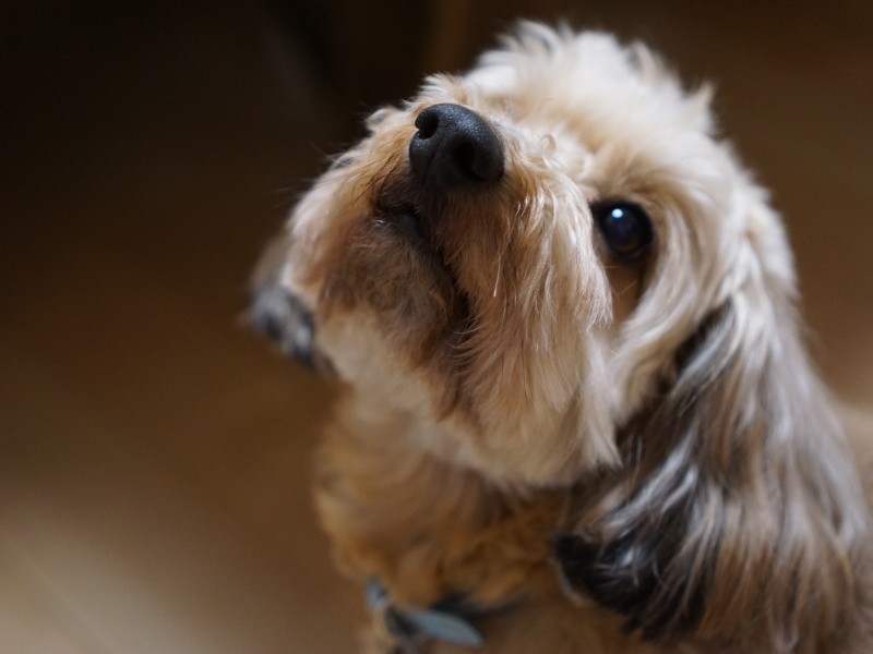 「草一郎はわたしとノアのことが好きみたい、あの子、姿が見えないと騒ぐのよ」
