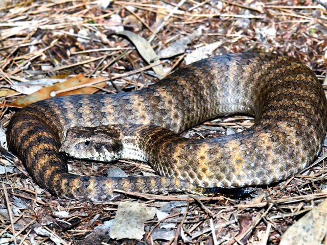 ヘビにもクリトリス　性的に刺激し誘惑？古いジェンダー観が阻んできた秘部の研究