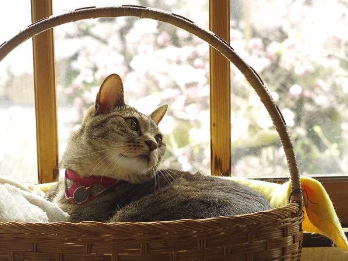 すっかり成長したミル