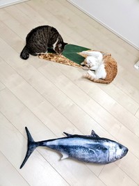 「魚のおもちゃ」に飽きた、先輩猫のまめたろくん（左）とチョロすけくん（右）（画像提供：まめたろさん）