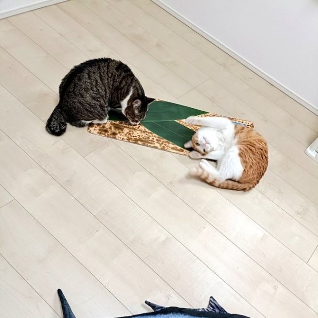 「魚のおもちゃ」に飽きた、先輩猫のまめたろくん（左）とチョロすけくん（右）（画像提供：まめたろさん）