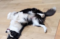 「お腹すいたー！」 床上でゴロゴロアピールするルークくん（画像提供：ボーダーのルークさん）