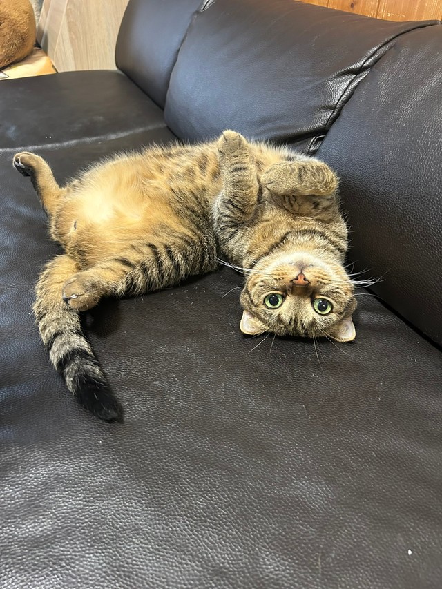 猫の寅 銀トラ