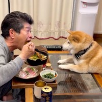 食事中のパパを見つめる小雨ちゃん。このあと願望成就！？（画像提供：柴犬小雨さん）