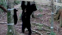 ツキノワグマ　四国で25頭確認　うち親子２組　林野庁など調査