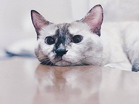 いつもそばにいたいの　賢くて甘えん坊なミックス猫「ミルク」　