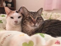 （左から）みゅうちゃん6歳、まろちゃん5歳（画像提供：こまちさん）