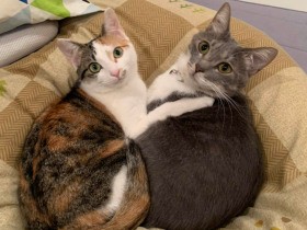 初めて迎えた猫は人見知り、まったく慣れず近づくとシャーッ　ゆっくりと距離を縮めた