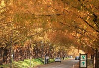 色づいたメタセコイア並木。一本道に赤褐色のトンネルをつくり出す（高島市マキノ町）