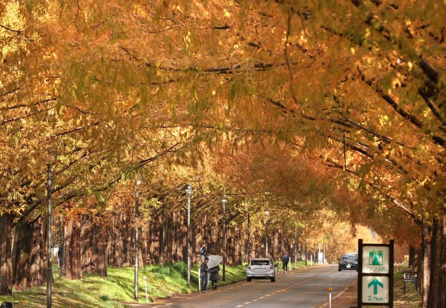 色づいたメタセコイア並木。一本道に赤褐色のトンネルをつくり出す（高島市マキノ町）