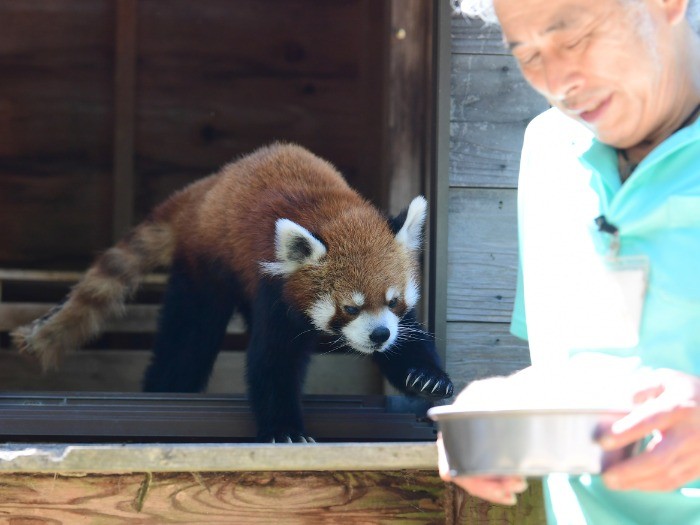 風太と飼育員の浜田昌平さん