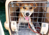 幸いアドちゃんはまだ若く完治が見込めるとのことでした