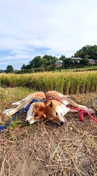 金色の稲穂を背景に頭と頭をくっつけて、ゴロン（画像提供：柴犬が作る幻の赤いキウイさん）